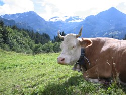 Swiss cow
