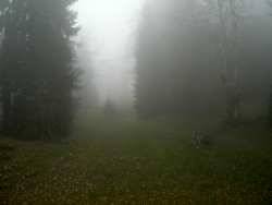 Foggy woods