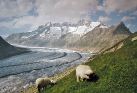 sheep above Aletsch Gletscher