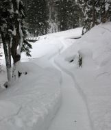 narrow path through trees